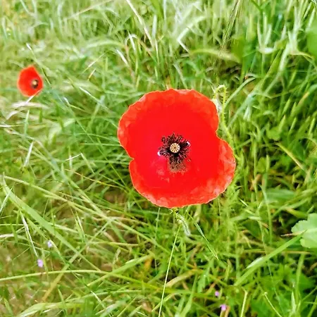 Bella Vista * Galambóc